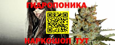 стаф Шелехов